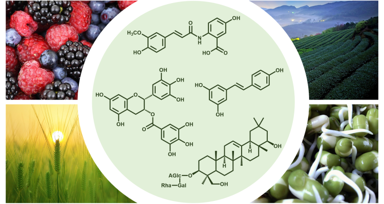 Phytochemicals - WUR